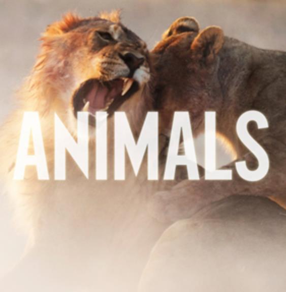 Animals – Maroon 5歌曲mp3格式百度云下载还有flac无损格式